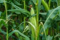 A large cornfield. Ripe corn cobs and green leaves close-up. A farm for growing corn for livestock feed
