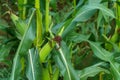 A large cornfield. Ripe corn cobs and green leaves close-up. A farm for growing corn for livestock feed