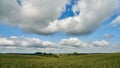 A large cornfield. Summer landscape. An ecologically clean region for growing agricultural products without chemicals and