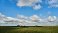 A large cornfield. Summer landscape. An ecologically clean region for growing agricultural products without chemicals and