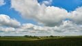 A large cornfield. Summer landscape. An ecologically clean region for growing agricultural products without chemicals and