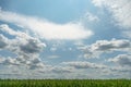 A large cornfield and white fluffy clouds. A farm for growing corn for cattle feed