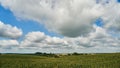 A large cornfield and white fluffy clouds. A farm for growing corn for cattle feed