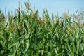 A large cornfield and white fluffy clouds. A farm for growing corn for cattle feed