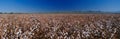 Large cotton field. Royalty Free Stock Photo