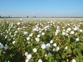 A large cotton field with ripe white bolls under a clear sky. Cotton production, manual processing. Royalty Free Stock Photo