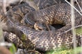 Large Cottonmouth Water Moccasin Viper coiled in the water in the Okefenokee Swamp, Georgia USA