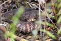 Large Cottonmouth Water Moccasin Viper coiled in the water in the Okefenokee Swamp, Georgia USA