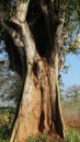 Large cottonwood tree with a hole