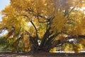 Large cottonwood with yellow leaves