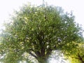 Large country tree