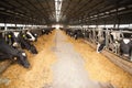 Large cow farm Royalty Free Stock Photo