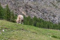 A large cow with long hair and large horns grazes the grass in Valnontey, Aosta Valley, Italy