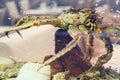 A large crab in aquarium on the background of tables in a restaurant with sea food