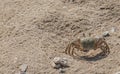 large crab running very fast over fine sand at the beach Royalty Free Stock Photo