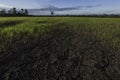 Large cracks in soil in rice field