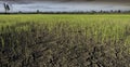 Large cracks in soil in rice field Royalty Free Stock Photo