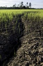 Large cracks in soil in rice field