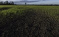 Large cracks in soil in rice field Royalty Free Stock Photo