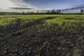 Large cracks in soil in rice field Royalty Free Stock Photo