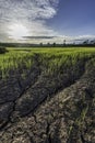 Large cracks in soil in rice field Royalty Free Stock Photo