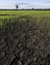 Large cracks in soil in rice field