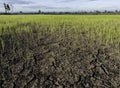 Large cracks in soil in rice field Royalty Free Stock Photo