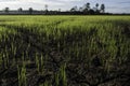 Large cracks in soil in rice field Royalty Free Stock Photo