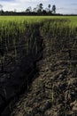 Large cracks in soil in rice field