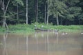 Large crane birds on log and murky lake water