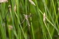 A Large Crane Fly in the Genus Tipula Perches on Rushes at a High Mountain Lake in Colorado Royalty Free Stock Photo