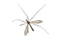 Large crane fly Royalty Free Stock Photo