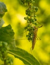 Large Crane Fly hanging from Curled Dock fruits