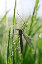 Large Crane Fly Royalty Free Stock Photo