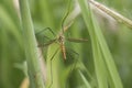 Large cranefly portrait Royalty Free Stock Photo