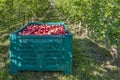 Large crates are filled with the delicious red apples from Val Venosta, Lasa, South Tyrol, Italy Royalty Free Stock Photo