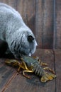 The large crayfish retreats on the wooden table, the gray cat carefully looks at it, wants to eat prey Royalty Free Stock Photo