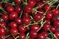 A large cream dish filled to the top with cherries and petioles, next to it there are green leaves, all on a black background of Royalty Free Stock Photo