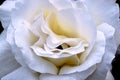 Large cream rose covered with dew early morning