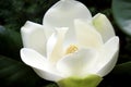 A large, creamy white southern magnolia Magnolia Grandiflora flower blossom close up on the tree Royalty Free Stock Photo