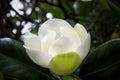 A large, creamy white southern magnolia Magnolia Grandiflora flower blossom close up on the tree