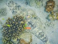 large crocodile fish lies on the seabed between corals in the red sea Royalty Free Stock Photo