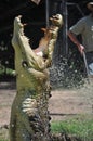 Large Crocodile Jumping Out of Water with Jaws Ope