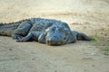 A large crocodile lies on a dirt road.