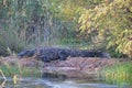 LARGE CROCODILE LYING ON A RIVER BANK IN THE AFRICAN WILDERNESS Royalty Free Stock Photo