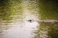 Large crocodile lying in still water for sunbathing. A large crocodile lies half-submerged in water and waits for prey. Royalty Free Stock Photo