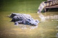 Large crocodile lying in still water for sunbathing. A large crocodile lies half-submerged in water and waits for prey. Royalty Free Stock Photo