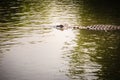 Large crocodile lying in still water for sunbathing. A large crocodile lies half-submerged in water and waits for prey. Royalty Free Stock Photo