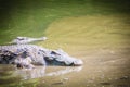 Large crocodile lying in still water for sunbathing. A large crocodile lies half-submerged in water and waits for prey. Royalty Free Stock Photo