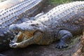 Large Crocodile with open mouth